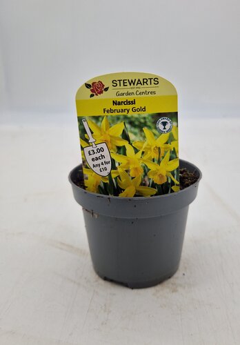 Narcissi February Gold Potted Bulb 9cm