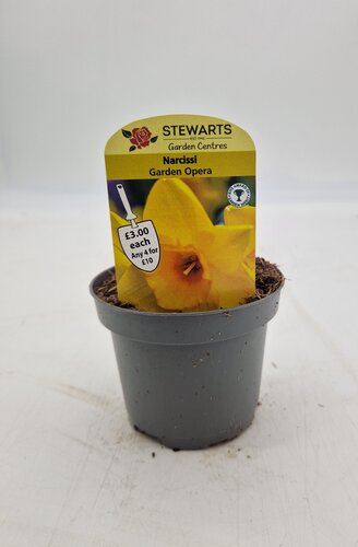 Narcissi Garden Opera Potted Bulb 9cm