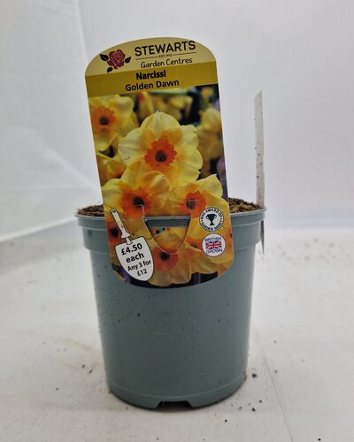 Narcissi Golden Dawn Potted Bulb 1 Litre