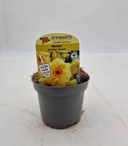 Narcissi Golden Dawn Potted Bulb 9cm