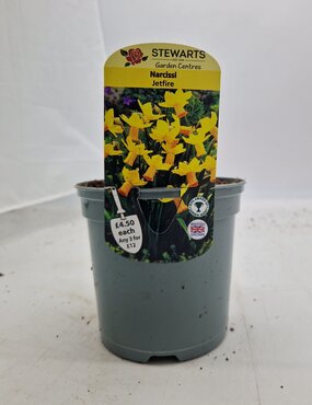 Narcissi Jetfire Potted Bulb 1 Litre