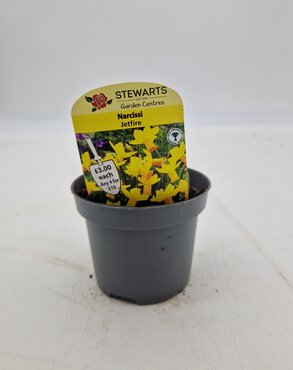 Narcissi Jetfire Potted Bulb 9cm