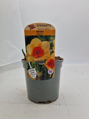 Narcissi Kedron Potted Bulb 1 Litre