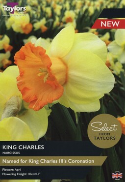 Narcissi King Charles x 7