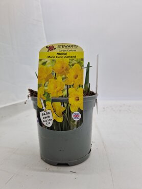 Narcissi Marie Curie Diamond Potted Bulb 1 Litre