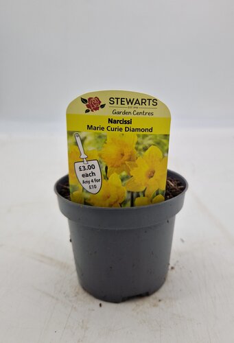 Narcissi Marie Curie Diamond Potted Bulb 9cm