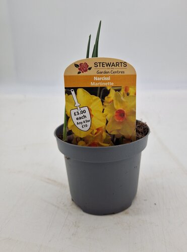 Narcissi Martinette Potted Bulb 9cm