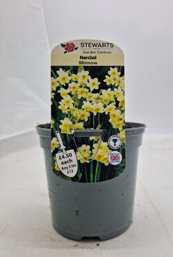 Narcissi Minnow Potted Bulb 1 Litre