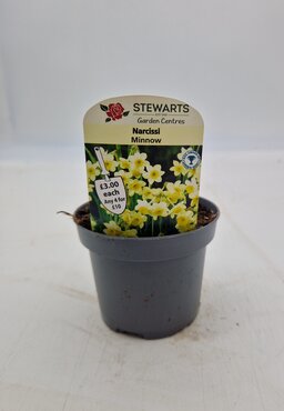 Narcissi Minnow Potted Bulb 9cm