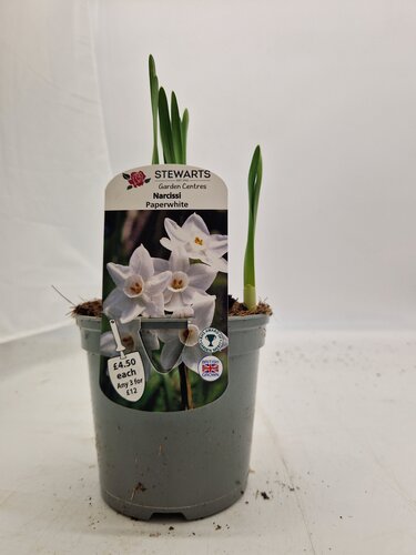 Narcissi Paperwhite Potted Bulb 1 Litre