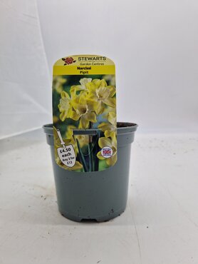 Narcissi Pipit Potted Bulb 1 Litre