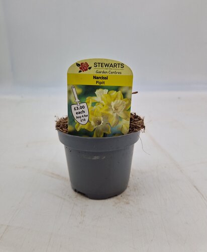 Narcissi Pipit Potted Bulb 9cm