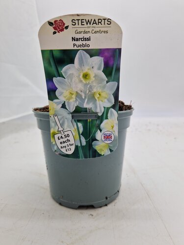 Narcissi Pueblo Potted Bulb 1 Litre