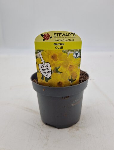 Narcissi Quail Potted Bulb 9cm