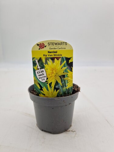 Narcissi Rip Van Winkle Potted Bulb 9cm