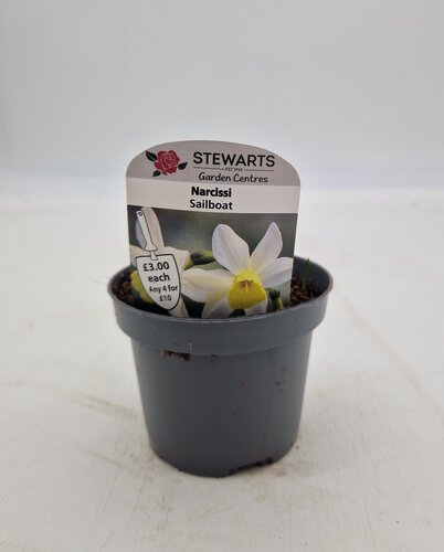 Narcissi Sailboat Potted Bulb 9cm