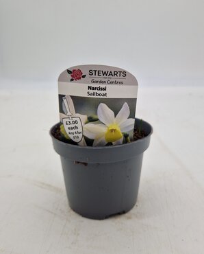 Narcissi Sailboat Potted Bulb 9cm