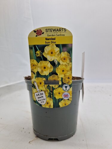 Narcissi Sun Disc Potted Bulb 1 Litre