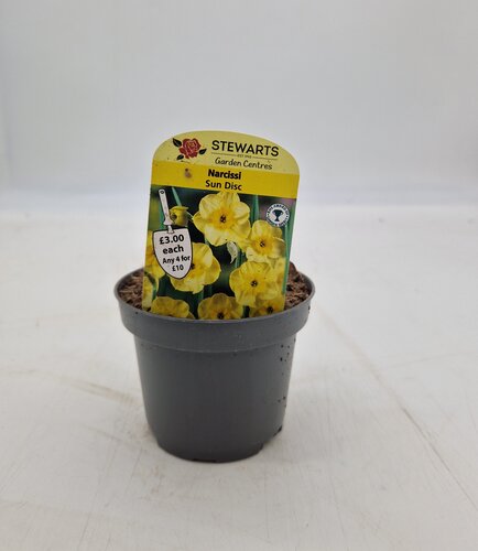 Narcissi Sun Disc Potted Bulb 9cm