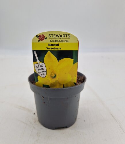 Narcissi Sweetness Potted Bulb 9cm