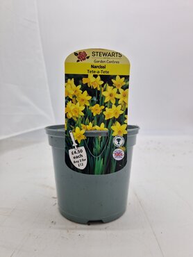 Narcissi Tete-A-Tete Potted Bulb 1 Litre