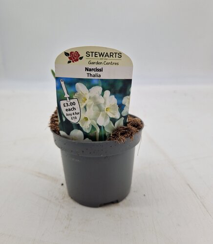 Narcissi Thalia Potted Bulb 9cm