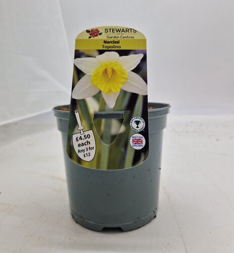 Narcissi Topolino Potted Bulb 1 Litre