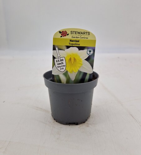 Narcissi Topolino Potted Bulb 9cm