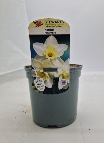 Narcissi Tresamble Potted Bulb 1 Litre