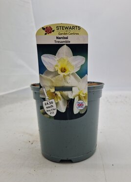 Narcissi Tresamble Potted Bulb 1 Litre