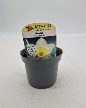 Narcissi Tresamble Potted Bulb 9cm