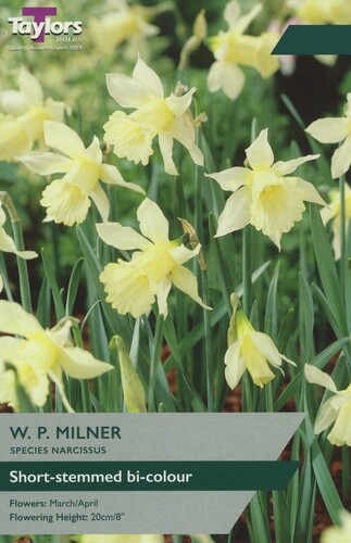 Narcissi W.P.Milner x 9