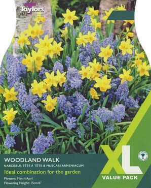 Narcissi Woodland Walk XL