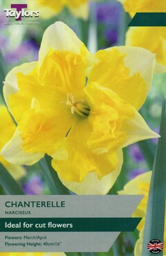 Narcissus Chanterelle x 7