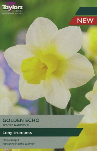 Narcissus Golden Echo x 6