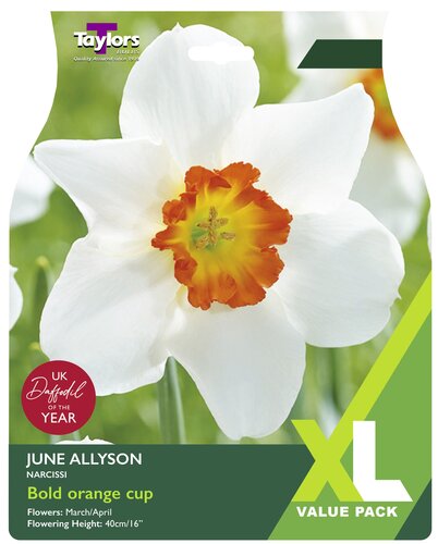 Narcissus June Allyson x 12