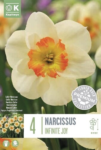 Narcissus Large Cupped Infinite Joy