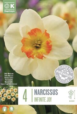 Narcissus Large Cupped Infinite Joy