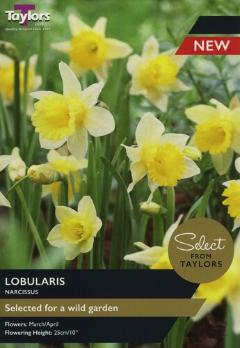 Narcissus Lobularis x 9