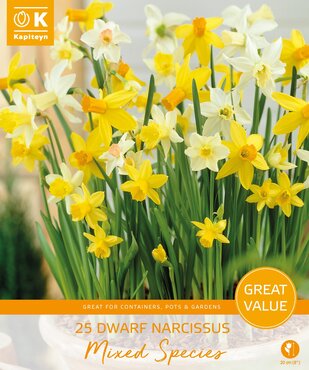 Narcissus Mixed Species Promo Pack