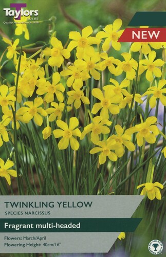 Narcissus Twinkling Yellow x 7