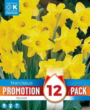 Narcissus Yellow Promo Pack