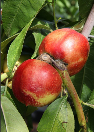 Nectarine Lord Napier St. Julien A 7 Litre - image 1