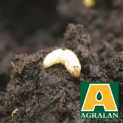 Nematode Vine Weevil 10sq m Voucher Pack - Stewarts Garden Centre