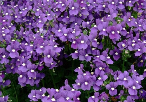 Nemesia Blue 10.5cm