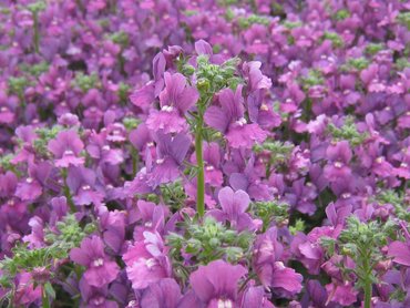 Nemesia Celebration 2 Litre