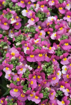 Nemesia Lady Dawn Premium Plug