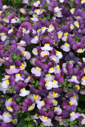 Nemesia Lady Jane Premium Plug