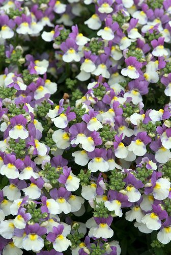 Nemesia Lady Kate Premium Plug