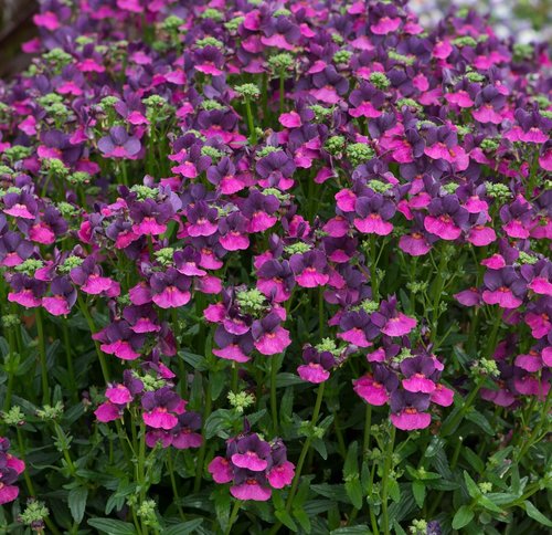 Nemesia Lady Lisa Premium Plug